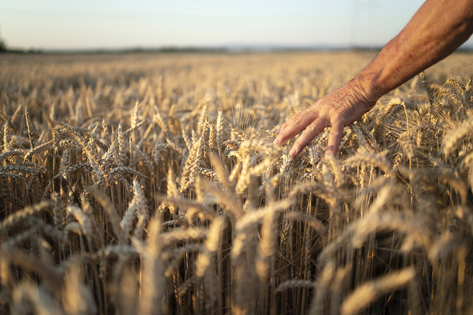 Farmers hands going through crops in wheat field in sunset.